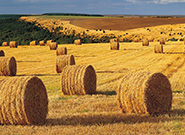 Fabricación de pellets de paja