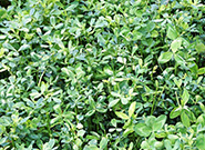 Fabricación de pellets de alfalfa